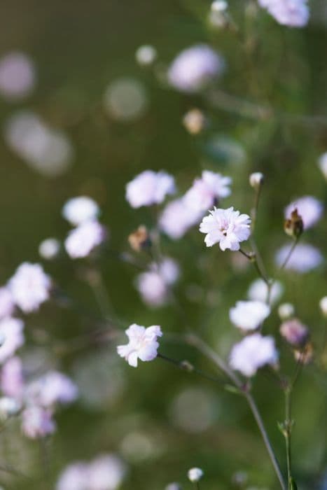 baby's breath 'Rosenschleier'