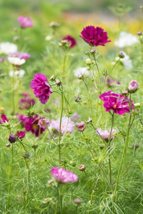 cosmea 'Double Click Vari Extra'