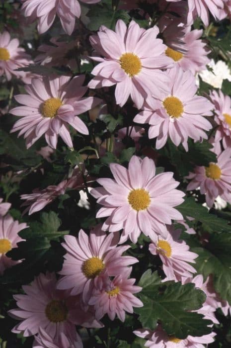 chrysanthemum 'Rynoon'