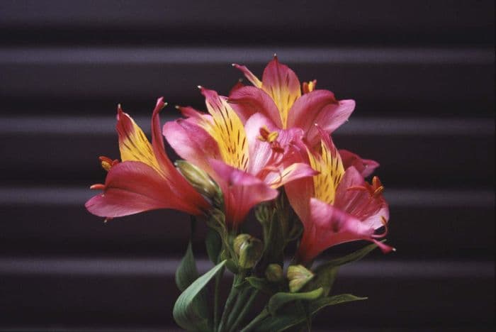 Peruvian lily 'Oriana'