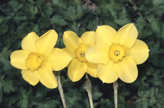 jonquil 'Trevithian'