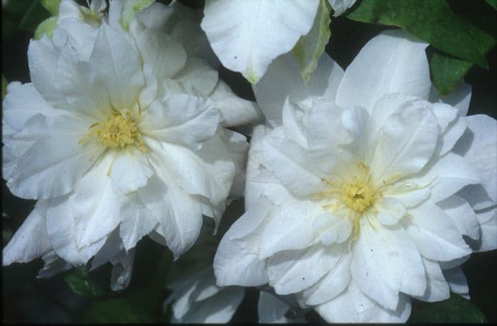 clematis [Arctic Queen]