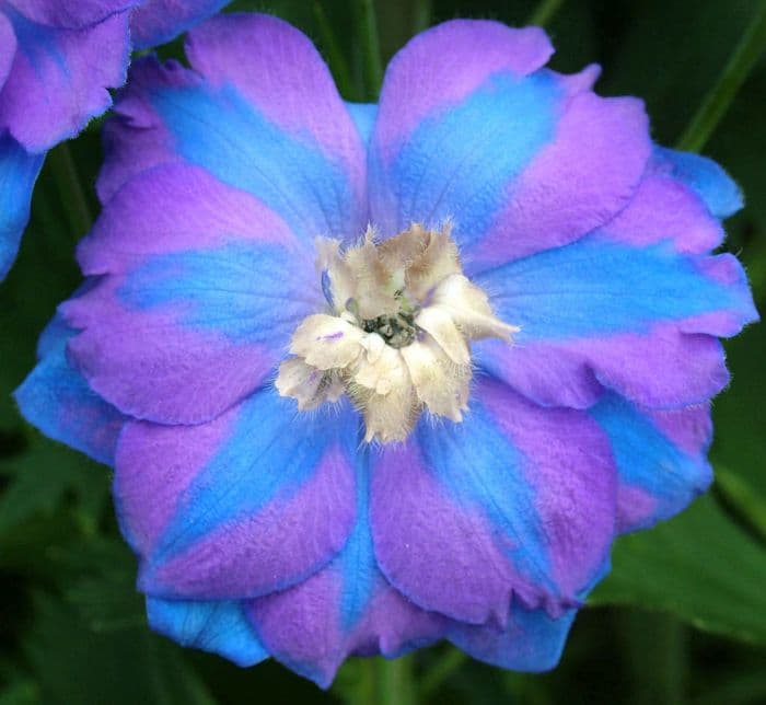 delphinium 'Giotto'