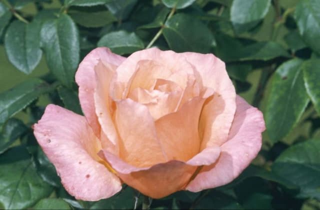 Rose [Lovely Lady]