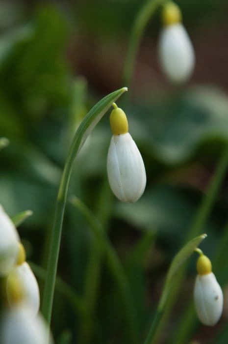 snowdrop 'Primrose Warburg'