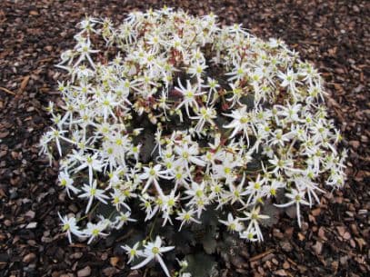 Saxifrage 'Conwy Snow'