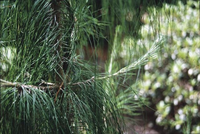 Mexican yellow pine