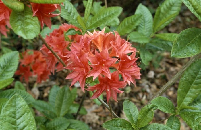 rhododendron 'Norma'