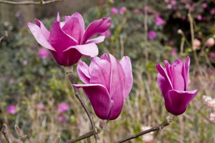 magnolia 'Vulcan'