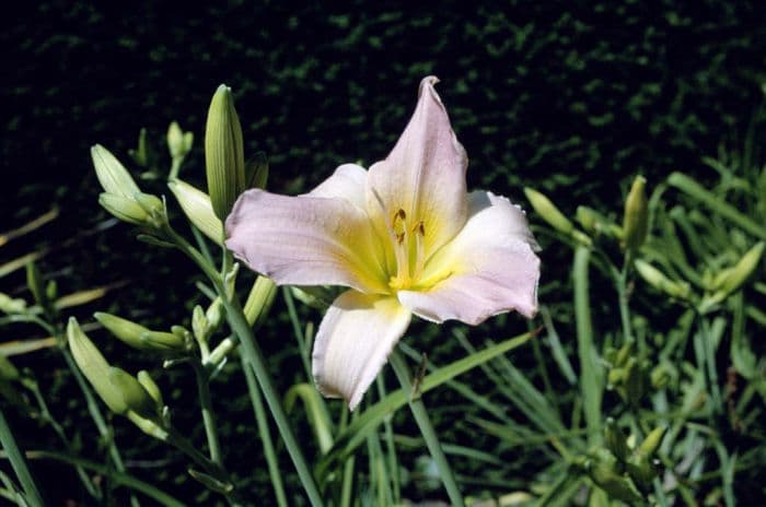 daylily 'Catherine Woodbery'