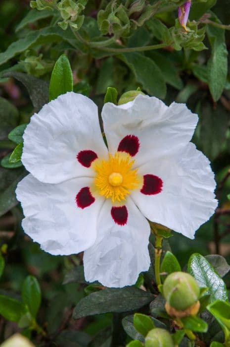 common gum cistus