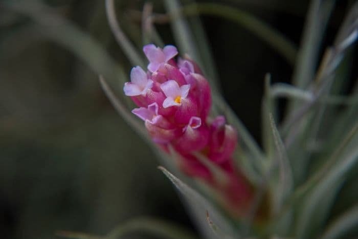 air plant 'Cotton Candy'