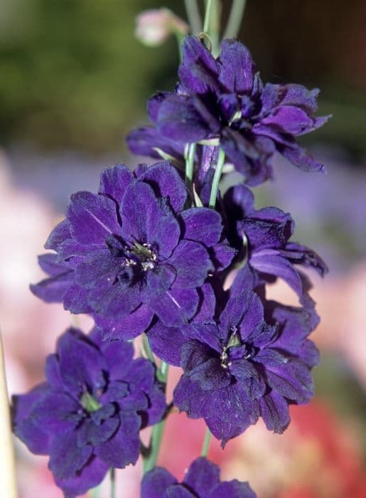 delphinium 'Black Velvet'