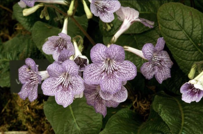 Cape primrose 'Dainty Lady'