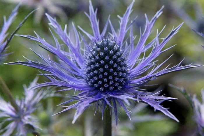 eryngo 'Cobalt Star'