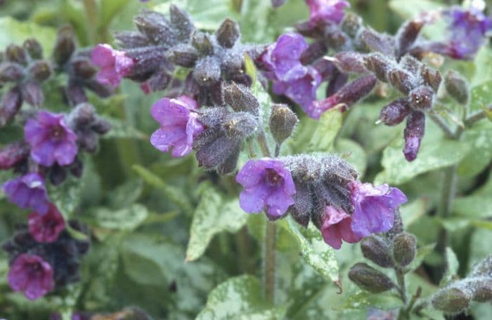 lungwort 'Diana Clare'