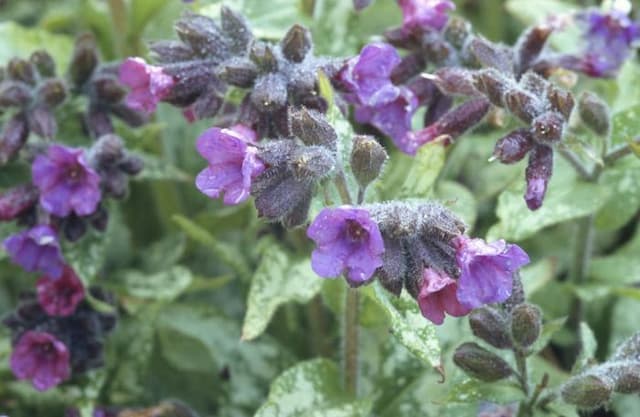 Lungwort 'Diana Clare'