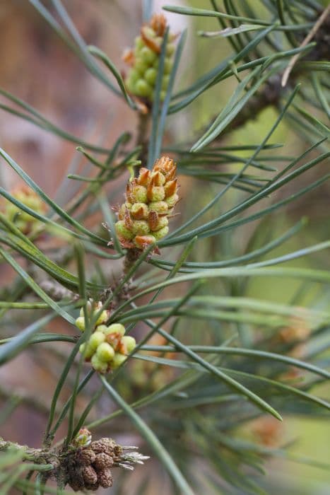 Scots pine Fastigiata Group