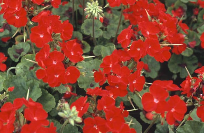 pelargonium 'Vogue Red'