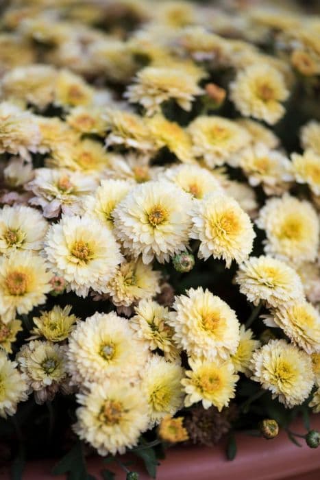 chrysanthemum 'Prelude Popcorn'