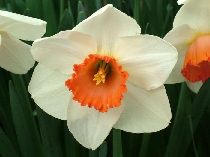 daffodil 'Quasar'