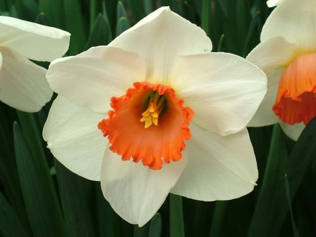 Daffodil 'Quasar'