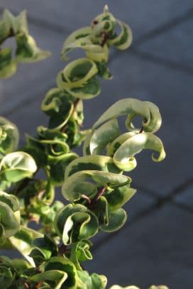 Chinese privet 'Curly Wurly'