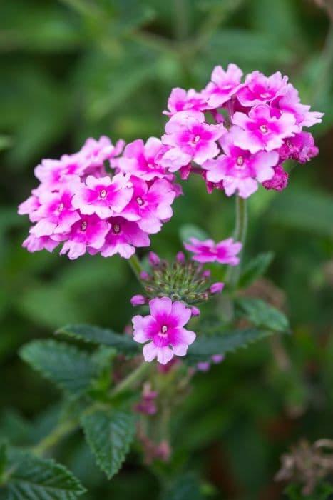 vervain [Endurascape Pink Bicolor]