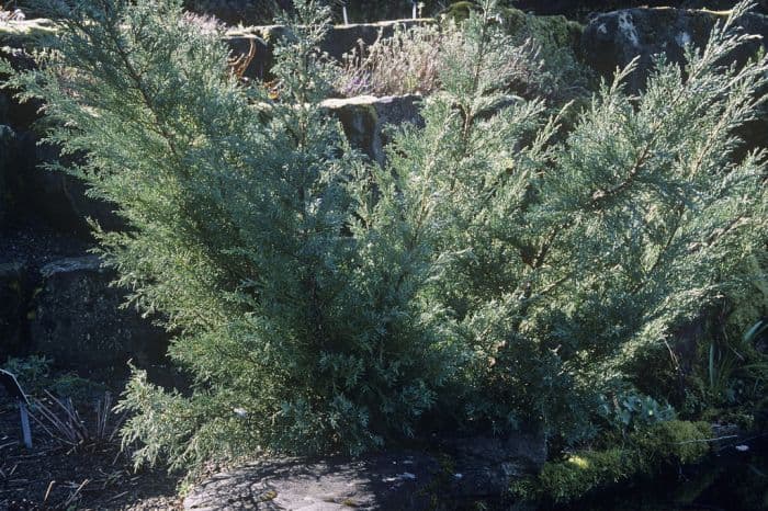 juniper 'Hetzii'