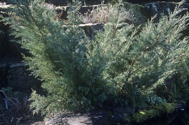 Juniper 'Hetzii'