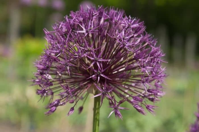 Allium elatum