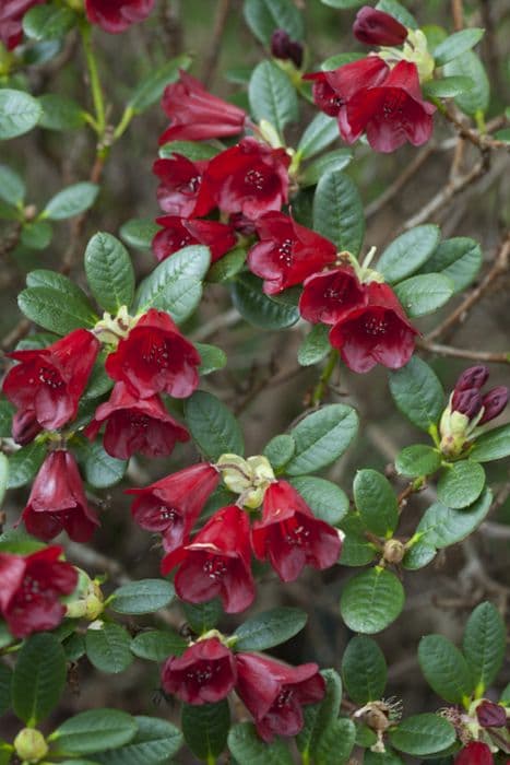 Rhododendron 'Carmen'