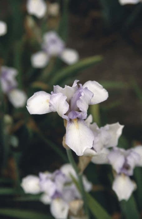 iris 'Lady Belle'