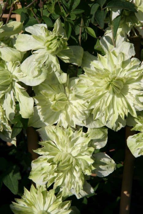 clematis [Peppermint]