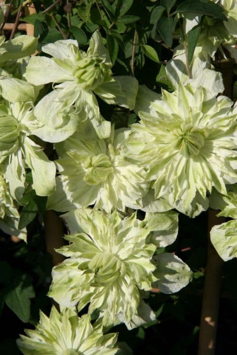 Clematis [Peppermint]
