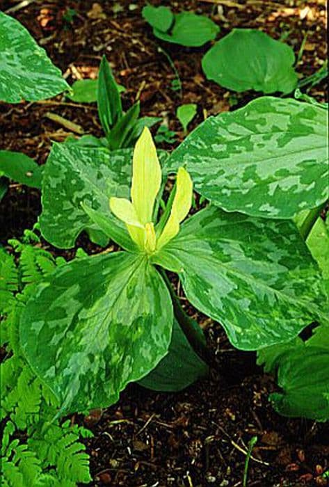 yellow wood trillium