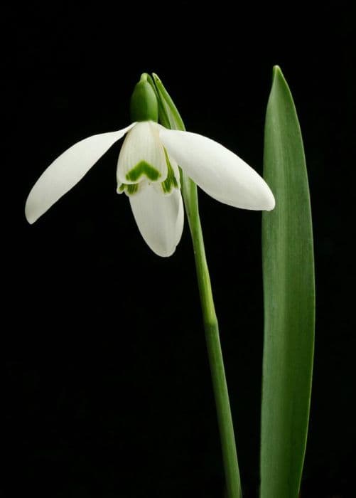 greater snowdrop 'Mrs Macnamara'