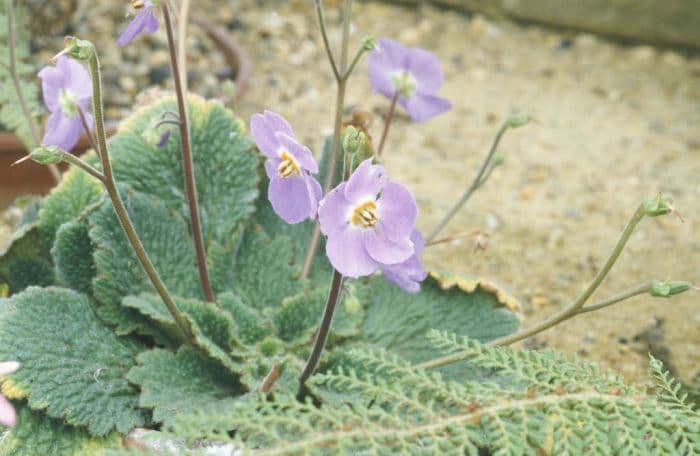 Pyrenean violet