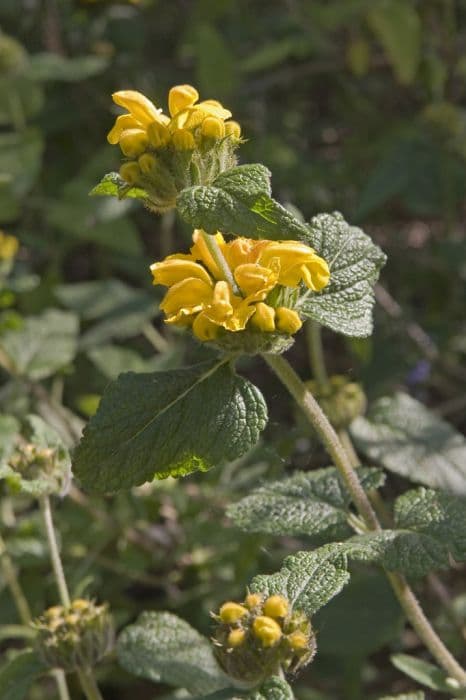 long-leaved Jerusalem sage