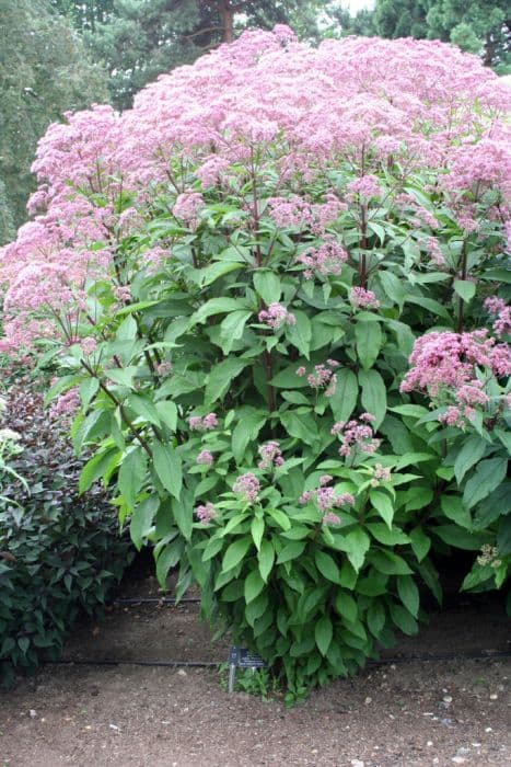 eupatorium 'Orchard Dene'