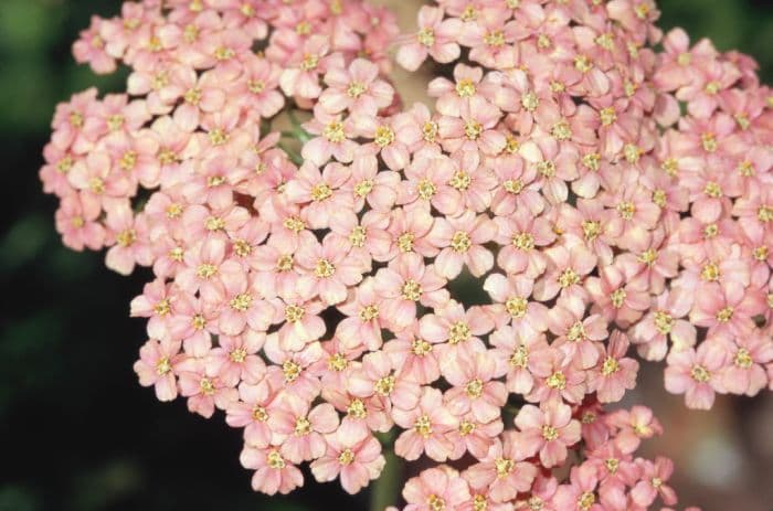 yarrow 'Lachsschönheit'