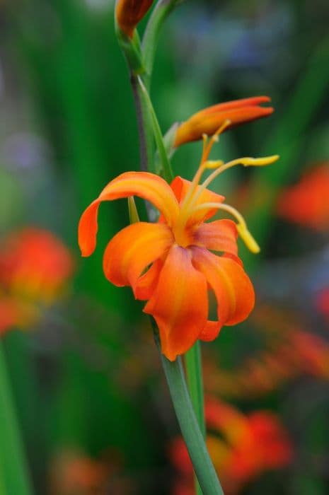 montbretia 'Cornish Copper'