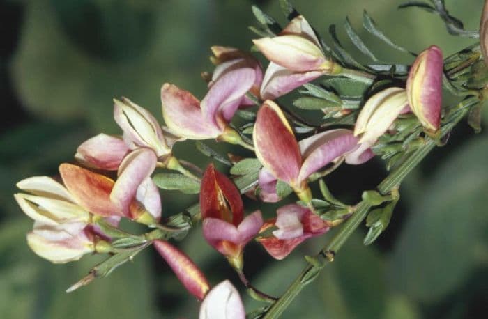 broom 'Zeelandia'