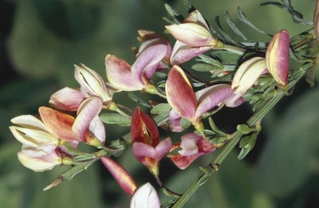 Broom 'Zeelandia'