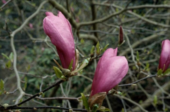 magnolia 'Susan'