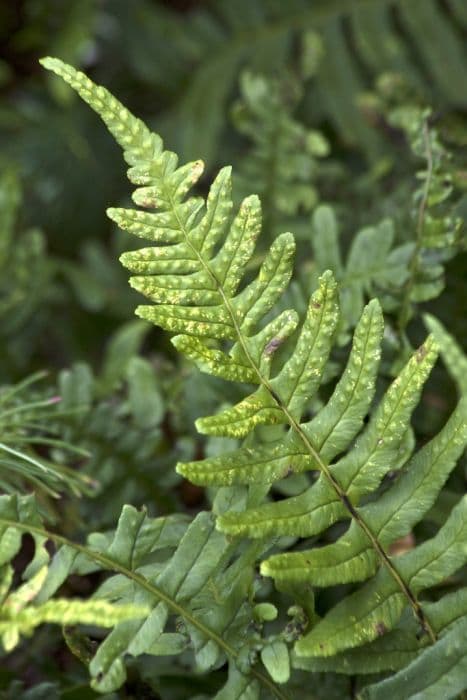 common polypody