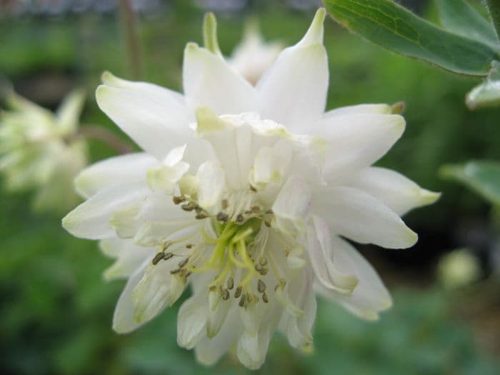 columbine 'White Barlow'