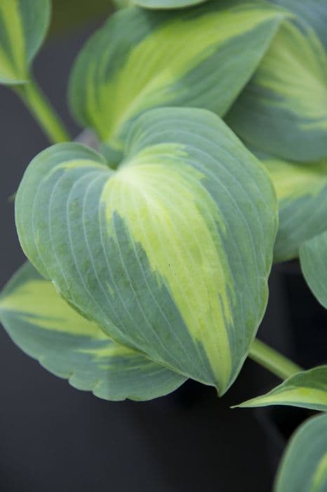 plantain lily 'Catherine'