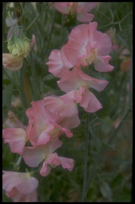 sweet pea 'Evening Glow'