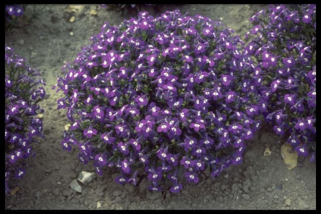 Trailing lobelia 'Mrs Clibran'